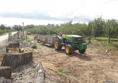 There are 30 ha of older trees, but as long as they cover the growing and harvesting costs they stay in production.