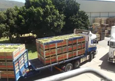 A delivery of apples arriving at the Novo packhouse in Paarl.