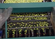 The packhouse achieves 95% accuracy giving consistent quality.