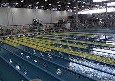 The apples stay in the water the throughout the process, there are 41 lanes, 4 fillers with 10 lanes each.
