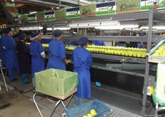 The packing process in very labour intensive and mostly done by hand.