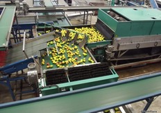 There is also a hybrid line which can also pack pears.