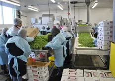 Here the workers are packing peas for their own brand.