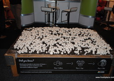 Growing mushrooms at the Costa stand. Mushrooms are becoming known for their health giving properties.