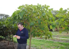 Cameron Rayner let us taste every variety of tamarillo, including the yellow. The orchard has 80,000 of these trees, and could be the largest grower of them in Australia.