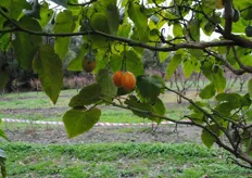 A close up of the fruit starting to ripen. You can see the way the colour changes from green to the lovely golden yellow.