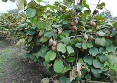 Kiwis almost ready to be picked. There is always something in season and something about to be ready here.