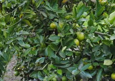 Some citrus ripening on the tree.