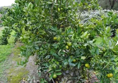 More of the citrus. There was so much interesting fruit to taste on the tour!