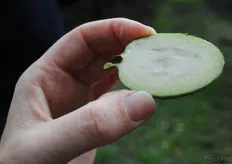 A feijoa cut in half to show you the inside. Forget about kiwifruit - New Zealanders love these, and they used to grow rampant in people's backyards! They are making a real comeback so we're told.
