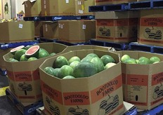 Watermelons from Bootooloo Farms on display at Mildura Fresh grown in Queensland.