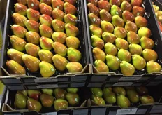 Great looking pears from VB Sculli, most of the top fruit in Australia is waxed in the packhouse giving this beautiful shine.