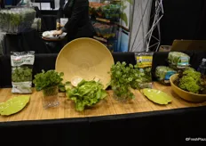 Watercress and lettuce in the Hollandia Produce booth.