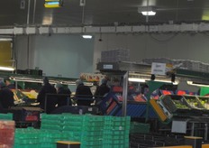 The packing lines are very clean and efficient. There are around 260 employees working a couple of shifts.