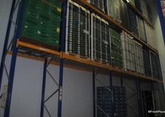 Pears are stored at 0.5 degrees to keep them from ripening. This is one of the large stores which can hold 400 pallets.