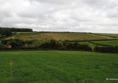 The first visit was to Pett Bottom, one of the FW Mansfield farms, one of Total key suppliers. They have softfruit as well as a big topfruit production and are arguably one of the biggest cherry growers in the UK.