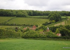 Although this farm has no cherry orchards it does have strawberries and apricots. The trees were planted 3-4 years ago, and are now coming into production.On the hill opposite young apricot trees.
