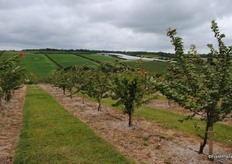 The apricot trees from close up, these were planted in 2013. These trees flower in February, while there is still a chance of frost, but here at Pett Bottom there are many varieties to spread the risk as well as harvest times. The green fields on the left in the distance will soon be planted with apricot trees.