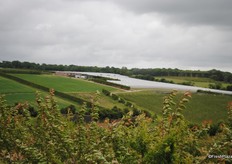 Covered strawberry production in the background.