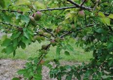 These apricots were planted in 2012 and of the Carmingo series. The first in the series to be harvested will be the Tom cots.