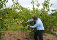 Jon Clark, Total Cherry taking a closer look at the fruit. There has been a resurgence in planting in the UK where the growing season is long and slow which gives great fruit.