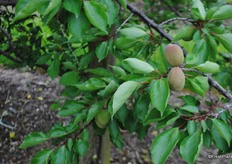 Harvest will start in the third week of July.