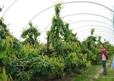 At AC Hulme they use different covering plastics to extend the cherry season, by varying the light levels.