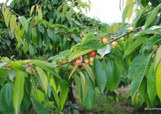 Tom has 17 ha of cherries here on the Hoaden Court Farm. These are the Merchant variety.