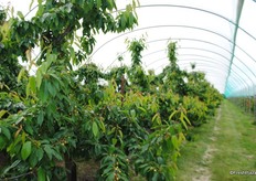 This the Kordia variety, Tom explained that the fruit set was down due to cold weather this year.