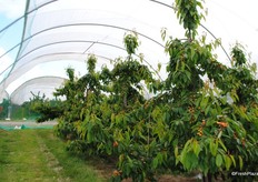 The size of the cherries should be good this year, judging by the fruit on the trees at the moment.