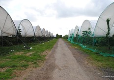 This farm has a mix of traditional and modern covering sytems.