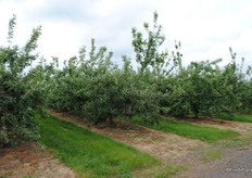 Tom also grows apples here.