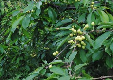 These are the Penny variety, this also looks like it will produce big sizes.