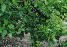 The plum harvest will start in week 31 with the Opal variety, Victoria will be 5-6 Aug and Jubelium on 8 Aug.