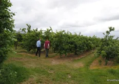 Tom & Jon walking the plum orchards.