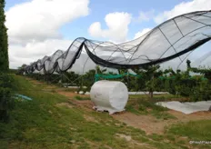 Next stop was CE Murch, who are trialling a UFO (Upright Fruiting Offshoots) system.