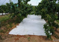 These white sheets of plastic keep the weeds at bay as well as reflecting the light.