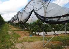 Most of the growers we spoke to said they had had a lot of delay in getting the covering on this year due a lot of wind.