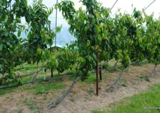 This is the UFO system, the trees grow at a 70 degree angle and the cherries form on the off shoots. These were planted in January 2013 there is less fruit this year because the tunnels came down in strong winds earlier in the year which caused damage to the trees.