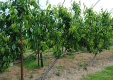 This systems makes the trees easier to harvest and prune as the branches are trained along the lines. One disadvantage is that you get less trees per hectare.