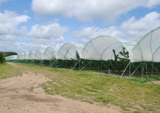 The cherry trees at Owens Court, one of the FW Mansfields' farms. The tunnels here are higher than the others which we saw, this gives better airflow and allows for bigger trees.