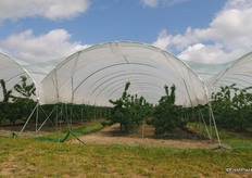 This orchard was voted Best Cherry Orchard in 2014, a great accolade as the voters were other growers!