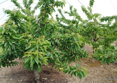 This is the sweetheart variety which is showing a good crop set.