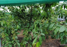 These are Regina cherries.