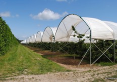 These orchards are very neat and well structured.