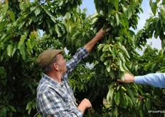 These trees are 6-7 years old, the cherries look great and should produce a premium crop with big sizes. Peter with the Lapin cherries, the trees look healthy with good extension growth and a good crop.