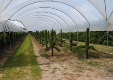 The trees here are grown as naturally as possible, but are not quite organic.