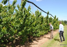 The start of the harvest brings 300 pickers to the farm, a lot of them come back year on year and are experienced, which is great to teach the new comers.