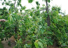 At Norton Farm, another FW Mansfield site Peter made some radical changes and has made a huge difference here with his years of knowledge and experience.