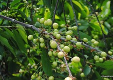 This the Penny cherry, there is a very good fruit set here.